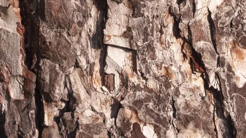 Video detail of bark eroded by time, belonging to a map of a centuries-old park Vídeos de archivo 122616949
