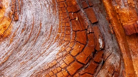 Video detail of bark eroded by time. Stock Footage 139713890