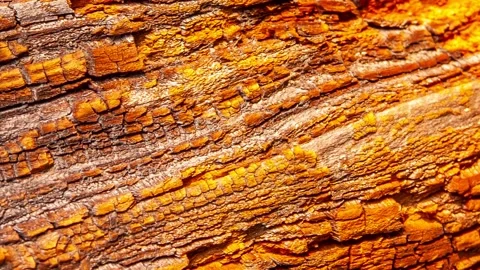 Video detail of bark eroded by time. Stock Footage 139714433