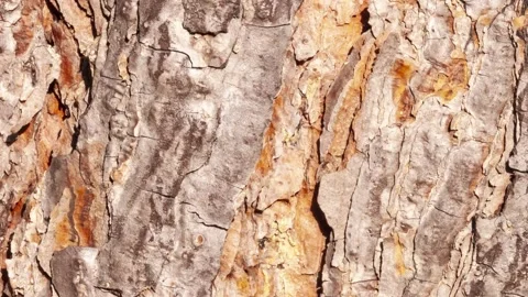 Video detail of bark eroded by time. Stock Footage 139714512