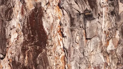 Video detail of bark eroded by time. Stock Footage 139714702