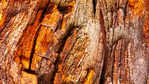 Video detail of bark eroded by time. Stock Footage 139714926