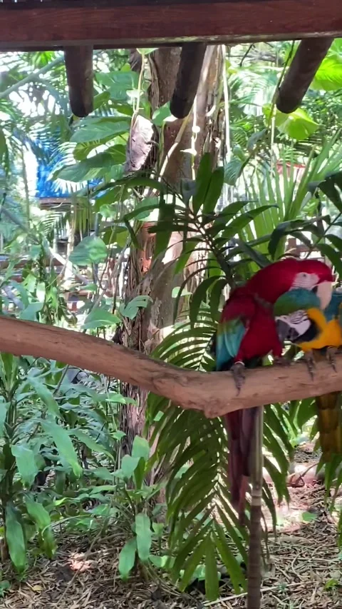 Video of Different Colorful Macaws Perched Surrounded Trees, Branches and Leaves Stock Footage 234652132