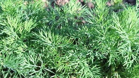 Video of dill in the garden. 4K Stock-Footage 308250267