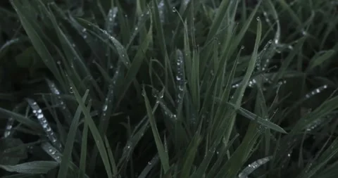 The video displays an array of grass stems with visible moisture collected Vídeo Stock 344729995