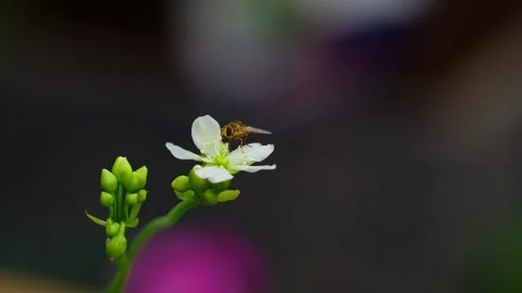 Video displays yellow hoverfly on Venus flytrap's blossoms. Close-up Stock Footage 251875596