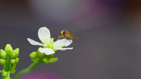Video displays yellow hoverfly on Venus flytrap's blossoms. Close-up Stock Footage 251876649