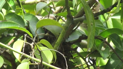 Video Documentary of the Bird Nest on the Branch Tree Stock Footage 251453588