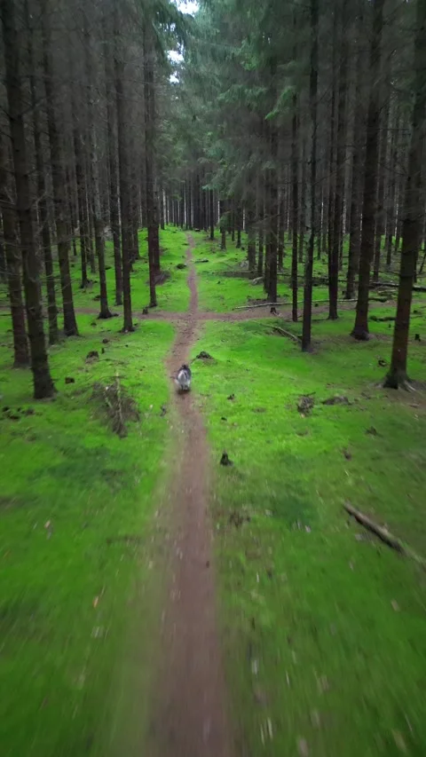 Video of a dog running Stock Footage 236679908