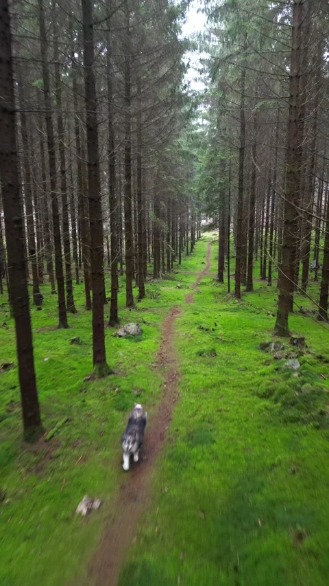 Video of a dog running Stockbeeldmateriaal 236679993