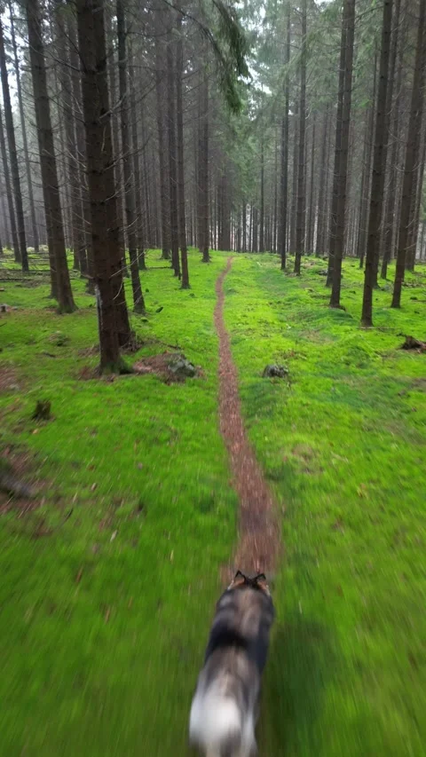 Video of a dog running Stock Footage 236681090