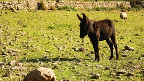 Video of a donkey in the middle of a field in the mountains with sheep in t.. Stock Footage 295863601