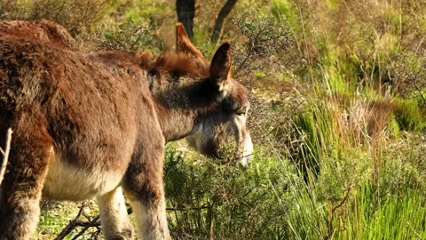 Video of a donkey in the middle of a field in the mountains eating grass Stock Footage 295863620