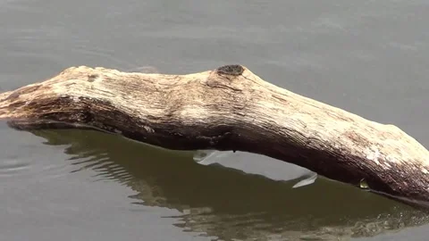 Video of a dragonfly wanting to perch on a floating log in the lake water Stock Footage 305022703