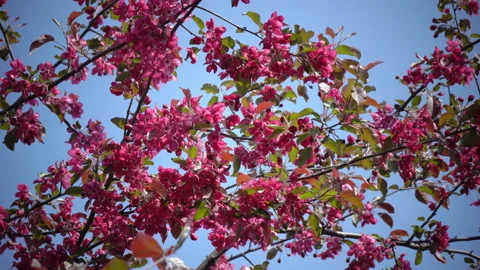 Video, drawn paint dabs - blossoming apple tree Stock Footage 87138245