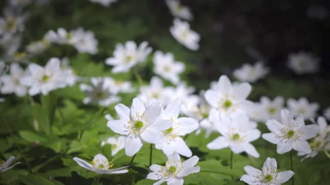 Video, drawn paint dabs .forest glade with white snowdrops in the early spring Stock Footage 87138150