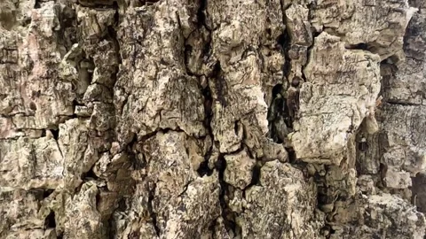Video of dried brown tree bark with deep cracks and black ants Stock Footage 318711427