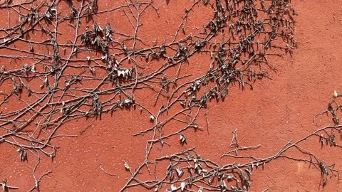 Video of dried vine branches and withered leaves on an orange wall Stock Footage 325417577