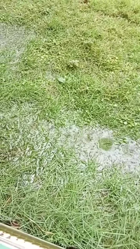 Video dripping rain on the grass Stock Footage 234492190