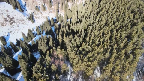 Video from a drone camera flying over a mixed forest in the mountains in winter. Stock Footage 148489552