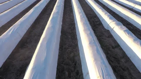 Video of a drone flight over a foil covered asparagus field with uniform geom Stock Footage 155503338