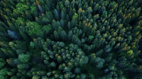 Video of a drone flying over a coniferous forest Stock Footage 218863829