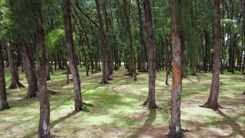 Video from a drone in Mauritius Stock Footage 169093933