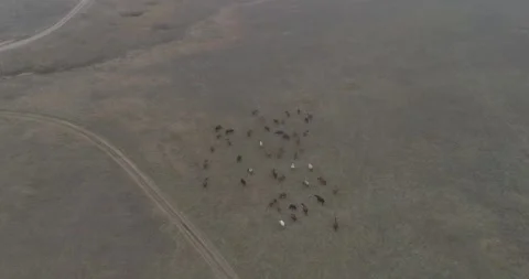 Video from a drone, meadows, clearing, cows, herd of cows, summer, sun Stock Footage 311525524