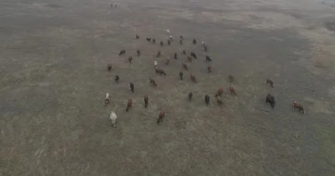 Video from a drone, meadows, clearing, cows, herd of cows, summer, sun Stock Footage 311525525