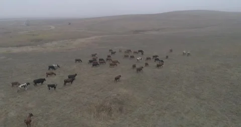Video from a drone, meadows, clearing, cows, herd of cows, summer, sun Stock Footage 311525570