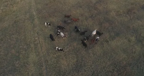 Video from a drone, meadows, clearing, cows, herd of cows, summer, sun Stock Footage 311525572