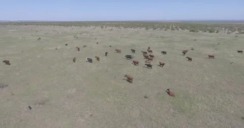 Video from a drone, meadows, clearing, cows, herd of cows, summer, sun Stock Footage 311525948