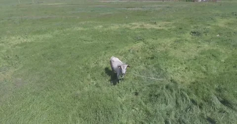 Video from a drone, meadows, clearing, cows, herd of cows, summer, sun Stock Footage 311525989