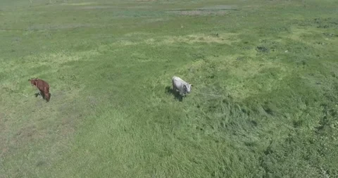 Video from a drone, meadows, clearing, cows, herd of cows, summer, sun Stock Footage 311525990
