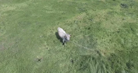 Video from a drone, meadows, clearing, cows, herd of cows, summer, sun Stock Footage 311525991