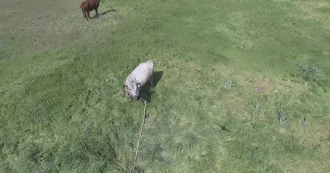 Video from a drone, meadows, clearing, cows, herd of cows, summer, sun Stock Footage 311526014