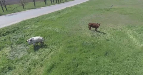 Video from a drone, meadows, clearing, cows, herd of cows, summer, sun Stock Footage 311526017