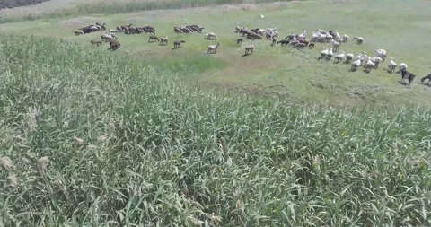 Video from a drone, meadows, clearing, sheep, flock of sheep, summer, sun Stock Footage 311526078