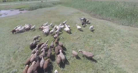 Video from a drone, meadows, clearing, sheep, flock of sheep, summer, sun Stock Footage 311526082