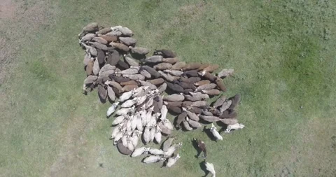 Video from a drone, meadows, clearing, sheep, flock of sheep, summer, sun Stock Footage 311526097