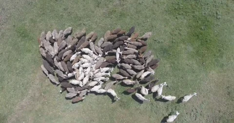 Video from a drone, meadows, clearing, sheep, flock of sheep, summer, sun Stock Footage 311526107