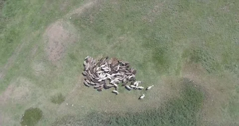 Video from a drone, meadows, clearing, sheep, flock of sheep, summer, sun Stock Footage 311526111