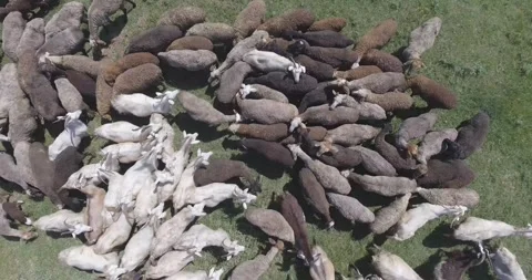 Video from a drone, meadows, clearing, sheep, flock of sheep, summer, sun Stock Footage 311526122