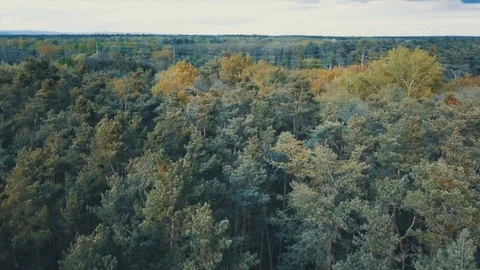 Video of a drone over the trees Stock Footage 129450886