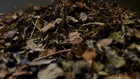Video of dry leaves falling from top to bottom indoors on black background. Stock Footage 324042263