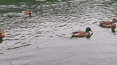 Video of ducks on a lake in Romania Stock Footage 339143871