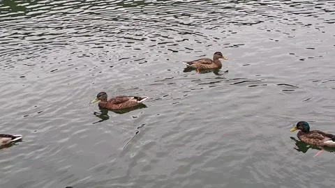 Video of ducks on a lake in Romania Stock Footage 339143872