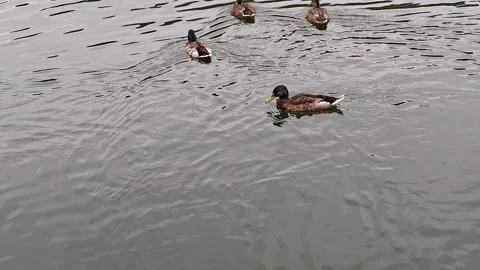 Video of ducks on a lake in Romania Stock Footage 339143883
