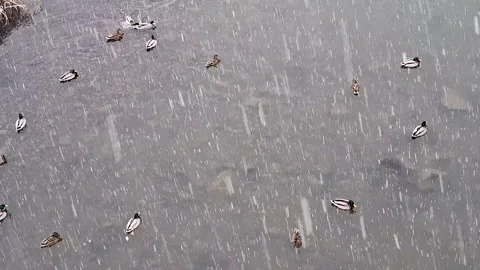 Video of ducks on the river while it's snowing Stock Footage 325528464