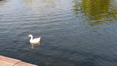 Video of ducks swimming in a pond Stock Footage 334259674